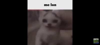 What the cat doin?