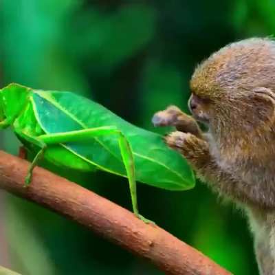 🔥 Pygmy marmoset fascinated by a passing insect