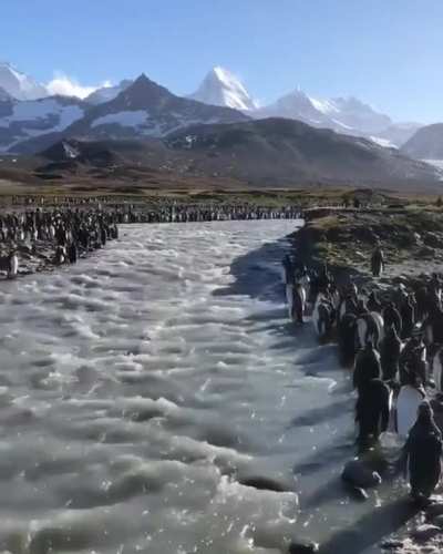 Look at all those penguins!! 🐧