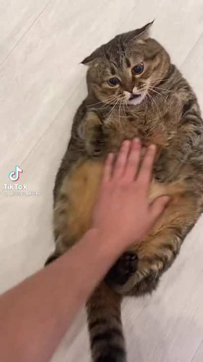 The cat just surrendered and let it be.