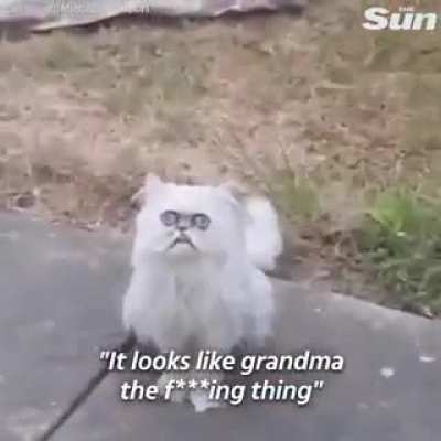 What a weird cat...
