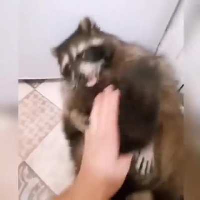 Playing with a raccoon