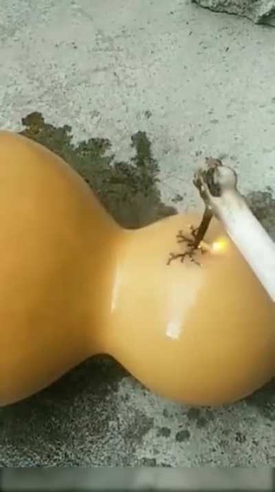 Oh my gourd.
