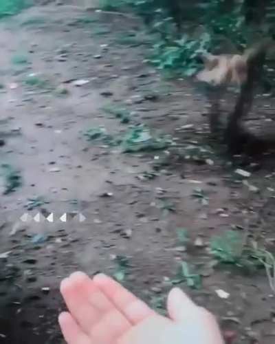 Горобчик