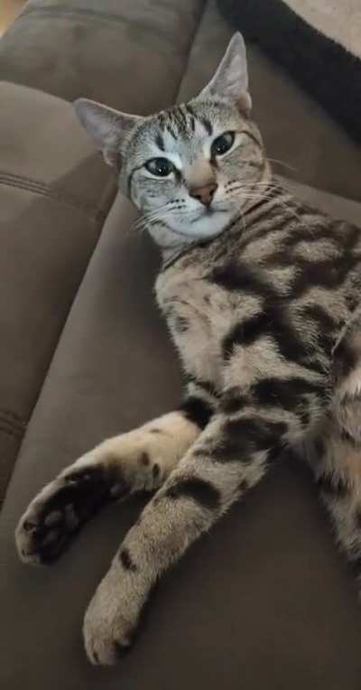 Cat attac