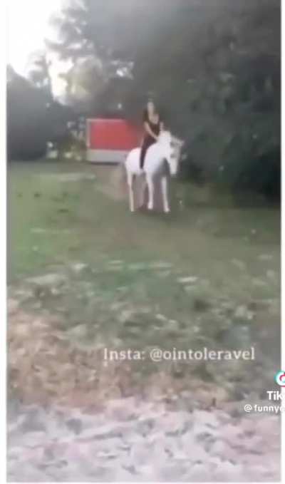 Apparently horses are similar to cats and dogs, they come running when it’s lunch time