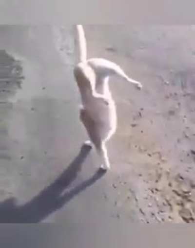Gatinho muito louco