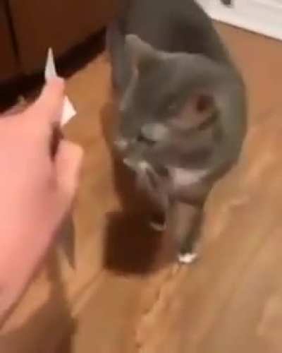 meow