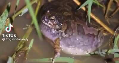 Not sure if this has been posted but what kind of frog is this that makes these croaks?