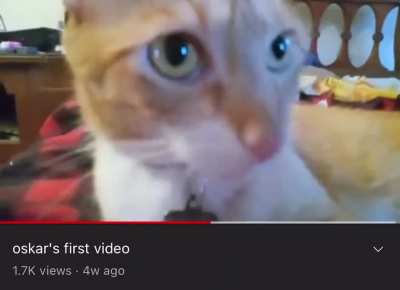 cat president