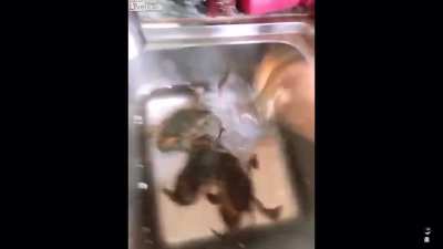 CRAB RAVE CRAB RAVE