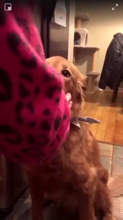 When you read online that a golden retriever&rsquo;s mouth is so gentle they can hold an egg in their mouth without cracking it so you try it on your dog 🥚