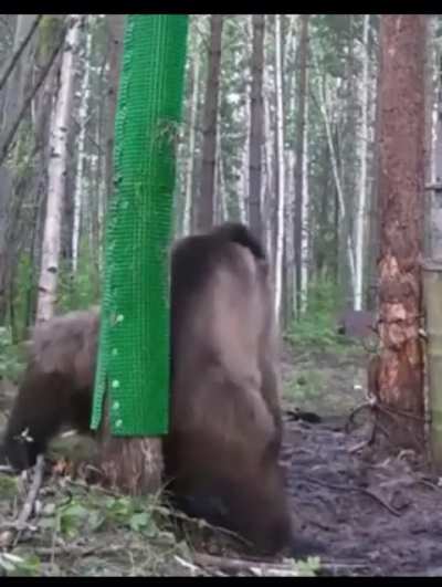 grizzly bear twerkin&rsquo;