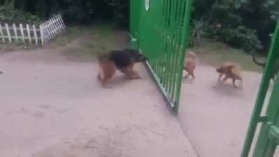 Dogs Freakout
