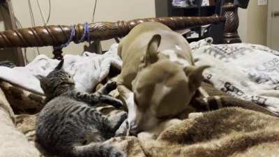 During play, Olympus (dog) dug his nose in Belle (cat) and must&rsquo;ve inhaled cat fur, which led to a sneezy dog and a very startled cat.