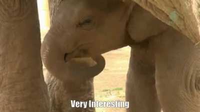 Very interesting indeed