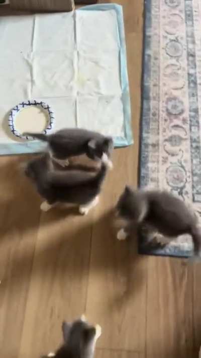 It&rsquo;s a foster kitten feeding frenzy 🦈