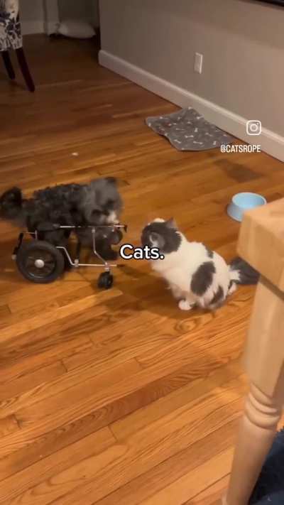 The cats