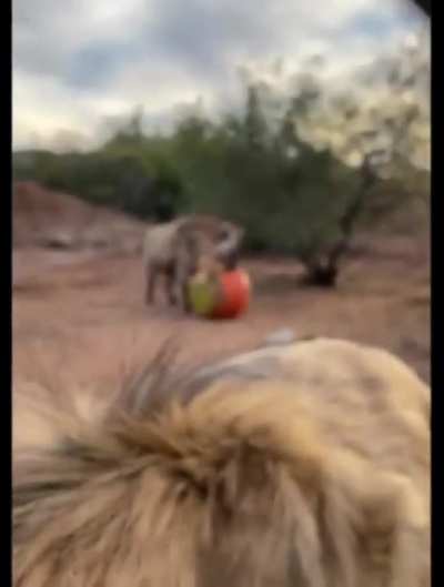 Posting yeens until I get to pet one day 1070 &eth;&deg;... a... &eth;&reg; (Very important message) 