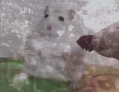 The server hamsters after being told the kill cam idea