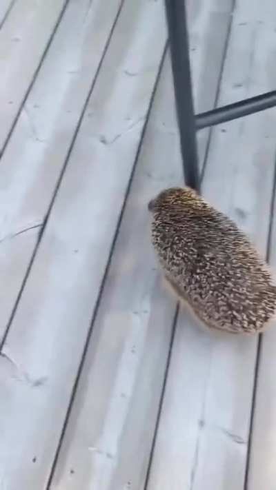 Cute, until..
