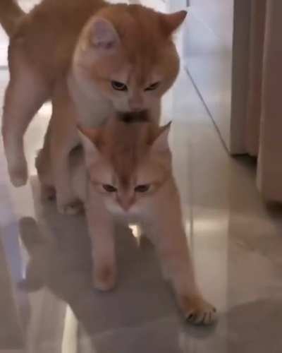 Im a big cat mom! You're embarassing me!