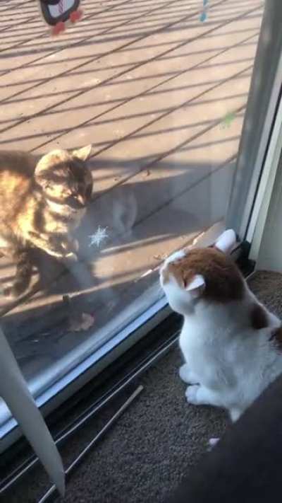 Someone said I should post this here.. Angry kitty!