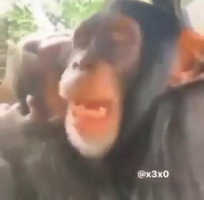 monkey