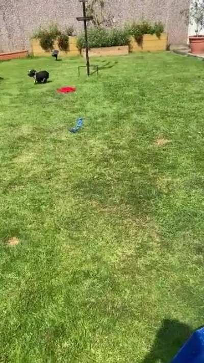Not sure if she loves or hates water, but either way looks like she&rsquo;s having a good time!