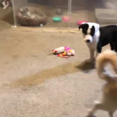 The joys and sorrows of fostering