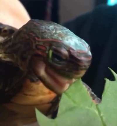 I ain&rsquo;t sharing my leaf!