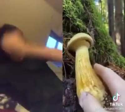 gymnopilus ventricosus