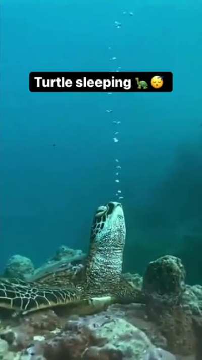 first time in my life I have seen how turtle sleep in a deep sea...