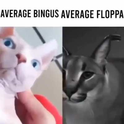 Average Bingus Average Floppa