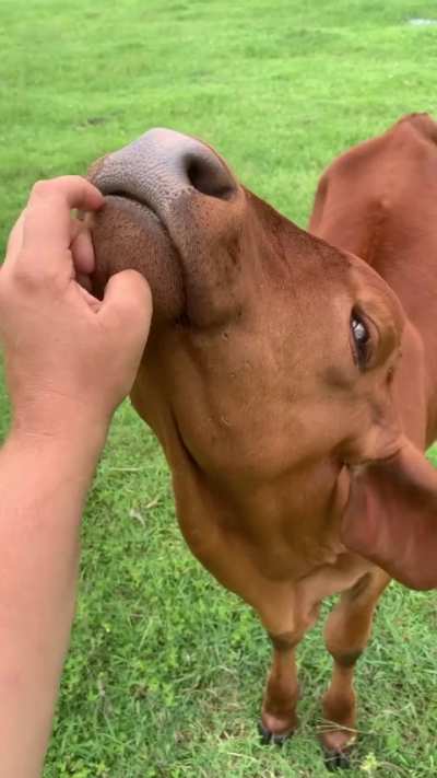Who doesn&rsquo;t love some good chin scritches