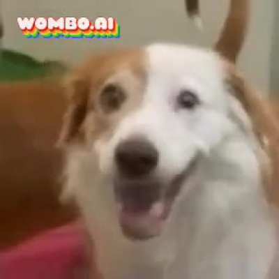 Using an app to remake Taylor Swift&rsquo;s song &ldquo;Trouble&rdquo; using my dog&rsquo;s face