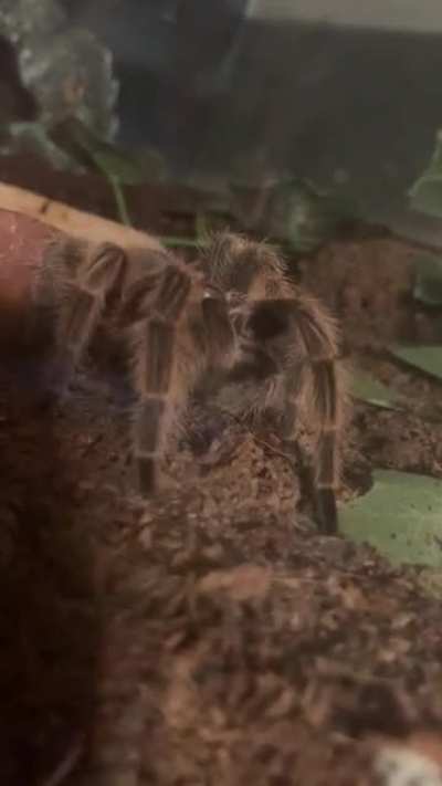 Forgive my shakeyness but it&rsquo;s so adorable when they groom themselves.