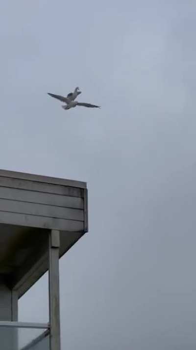 Seagull riding on another seagull. Wait what?