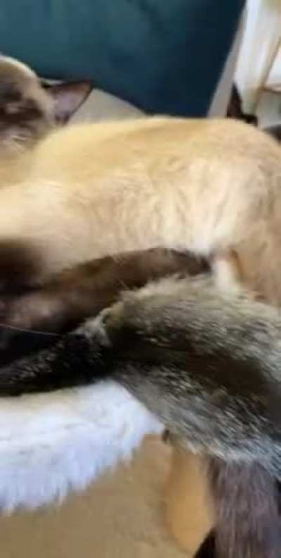 Cuddling with their tails intertwined! 😍