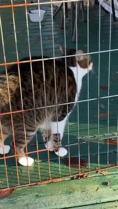 Andy gets very upset in his pen when we&rsquo;re out in the yard