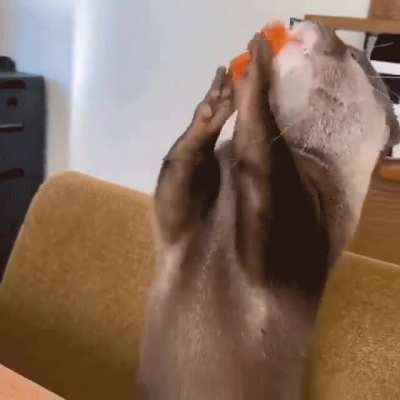 Otter looks super cute while eating, and I get it y&rsquo;all want &ldquo;more&rdquo; otter