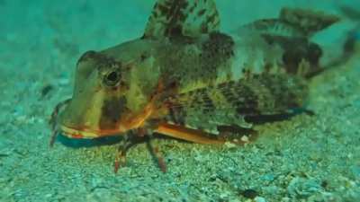 The Sea Robin, a slim bottom-dwelling fish of the family Triglidae. Their pectoral fins are fan-shaped, with the bottom few rays each forming separate feelers used by the fishes in &ldquo;walking&rdquo; on the bottom and in sensing prey.