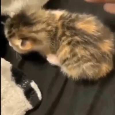 meow