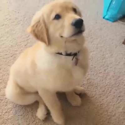 puppy is too excited for his peanut butter