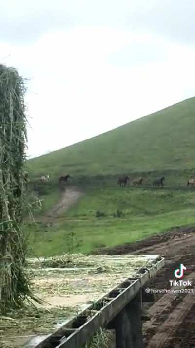 Playing ice cream truck song to let horses know the hay truck has arrived