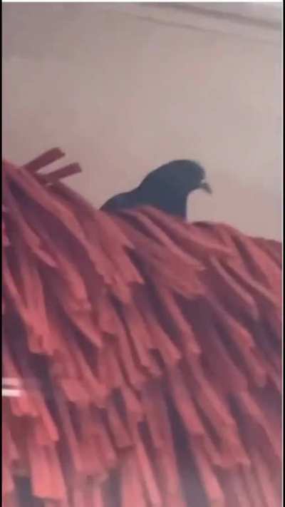 Pigeon did not see that coming