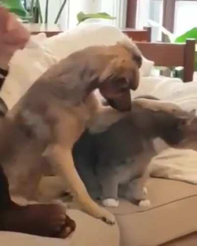 Touch tha Kitty