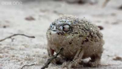 The desert rain frog, native to Namibia and South Africa, makes an unusually high-pitched squeak (actually a "war cry") similar to the sound of a squeaky toy, especially when it is provoked. This species of frog develops directly from eggs into the adult 