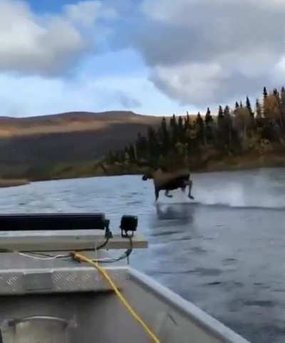 Moose Jesus