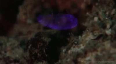 This is a Sea Sapphire! And when it doesn&rsquo;t look amazing it&rsquo;s invisible!